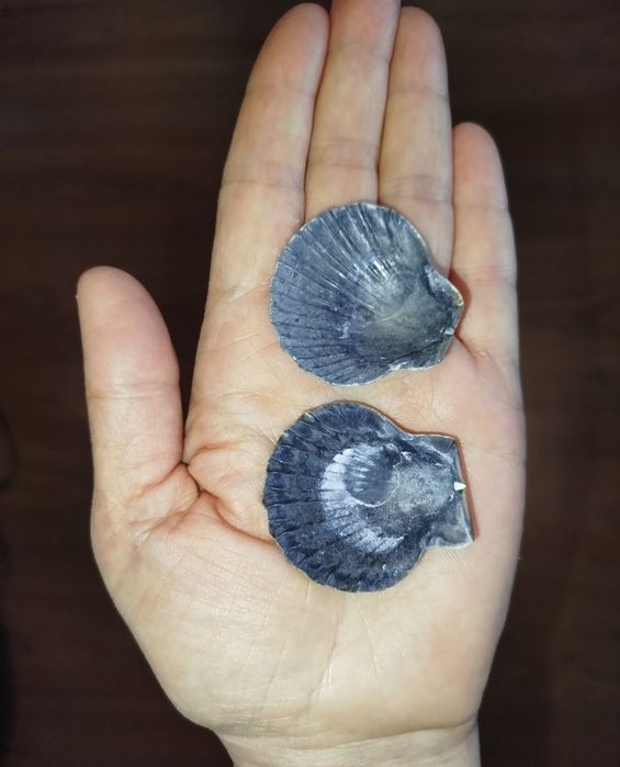 Ракушки натуральные