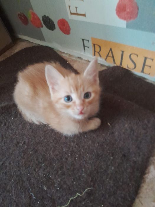 Отдам котят в хорошие руки