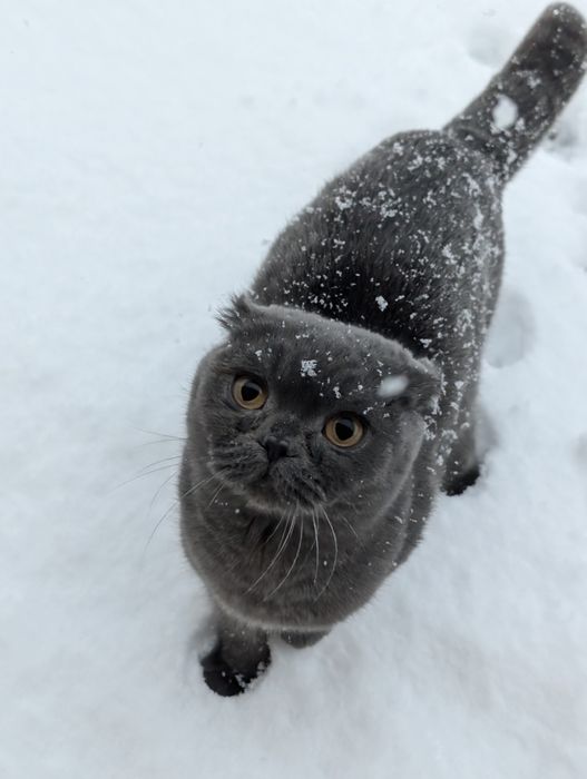 scottish fold /specifică rasei – calmă, atașată de oameni și foarte cu