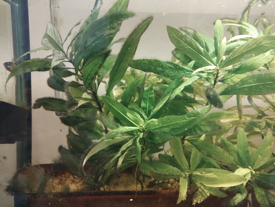 Декоративни рибки