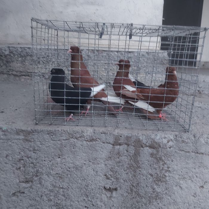 Американцы  6штук  22000тг