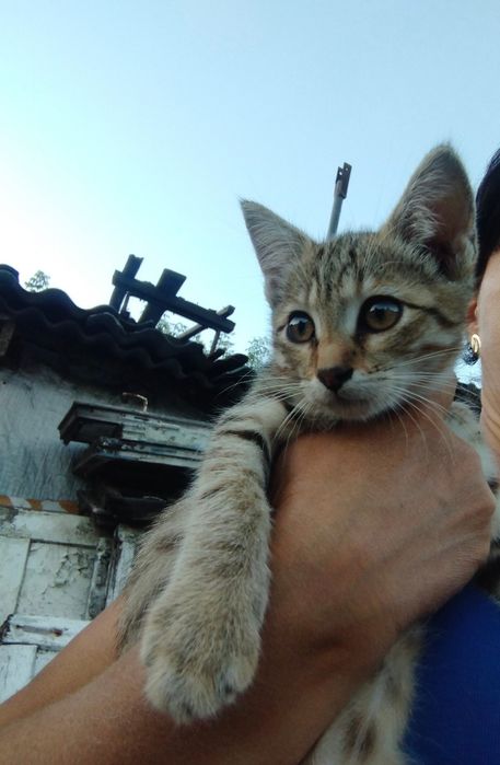 Отдается котёнок в добрые руки.