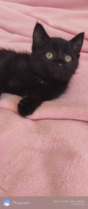 Котята возраст 1 мес