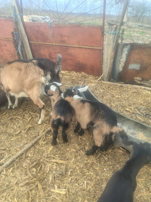 Iezi mitis anglonubian