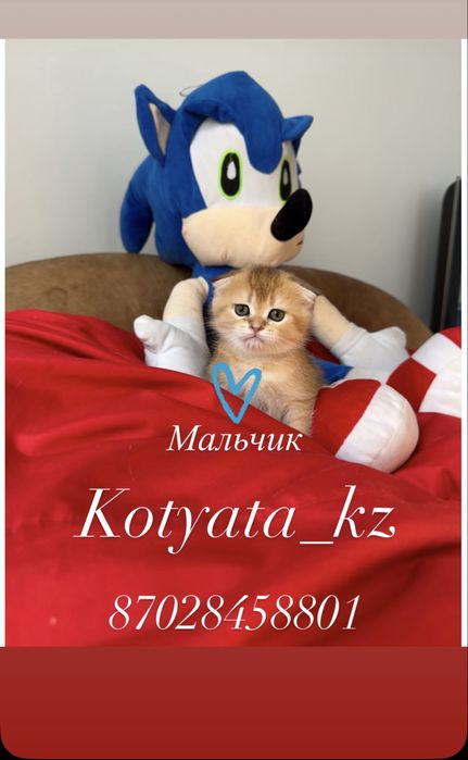 Золотинки с полным пакетом документов