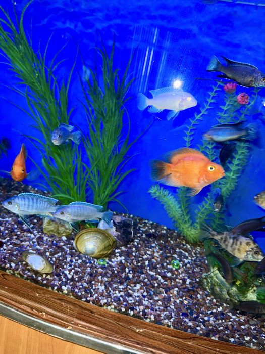 Чистка аквариума. Обслуживание, оформление аквариума.