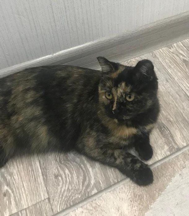 Отдам кошечку в  добрые руки