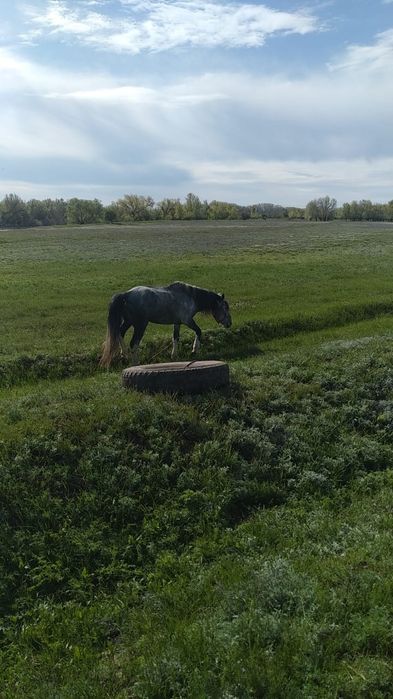 Продам Жеребца (Айгыр) 5,5 лет возможны варианты обмена