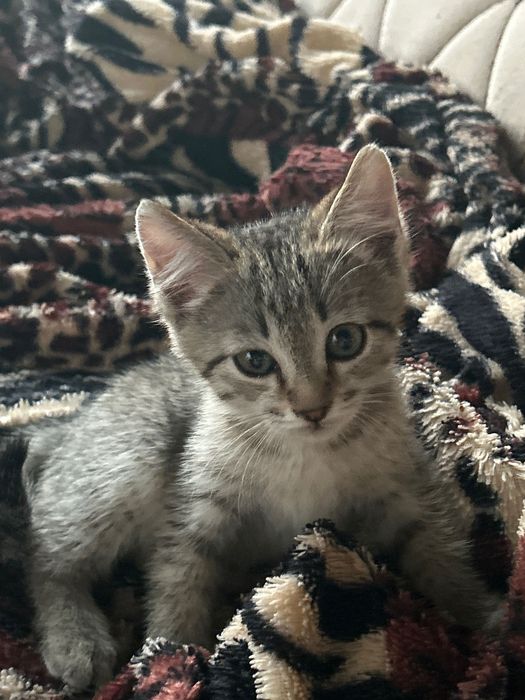 Отдам котят , три месяца