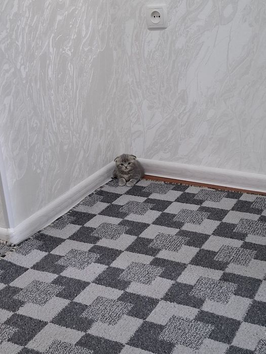Котёнок   Скоттиш ФОЛД