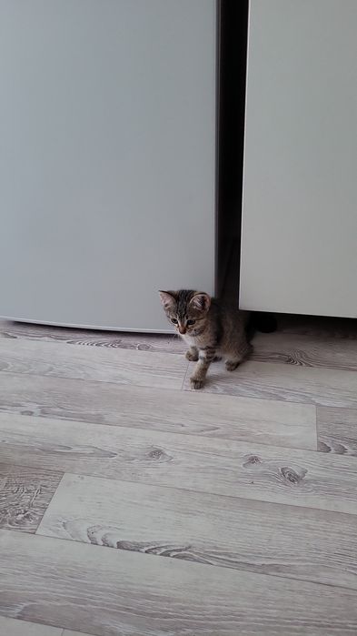 Котята  максимальное количество 3 штук