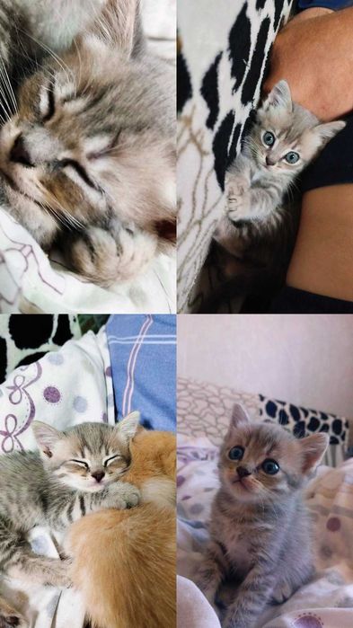 Отдам котенка мальчик