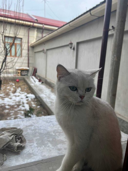 mushuk Britanskiy shinshilla chinchilla
