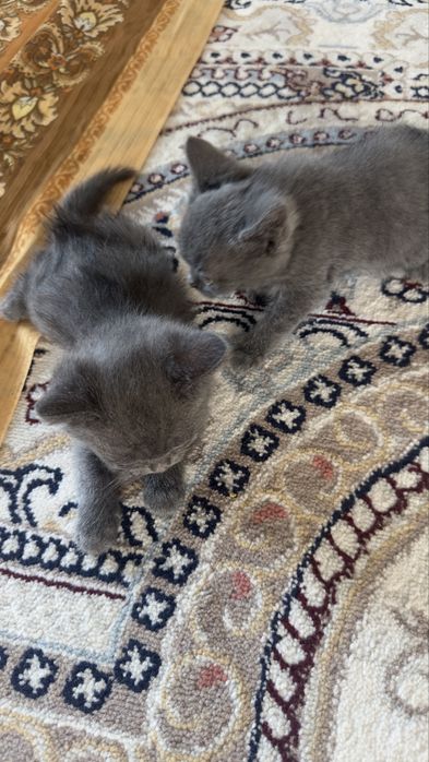 Scottish.  Fold 2