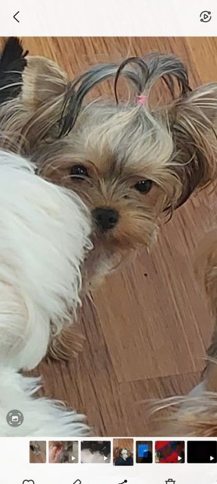 Щенки Мини Йорка