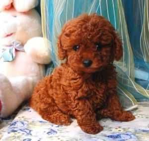 Pudel/Poodle Toy/Mini Red de vânzare – Aspect și temperament deosebit