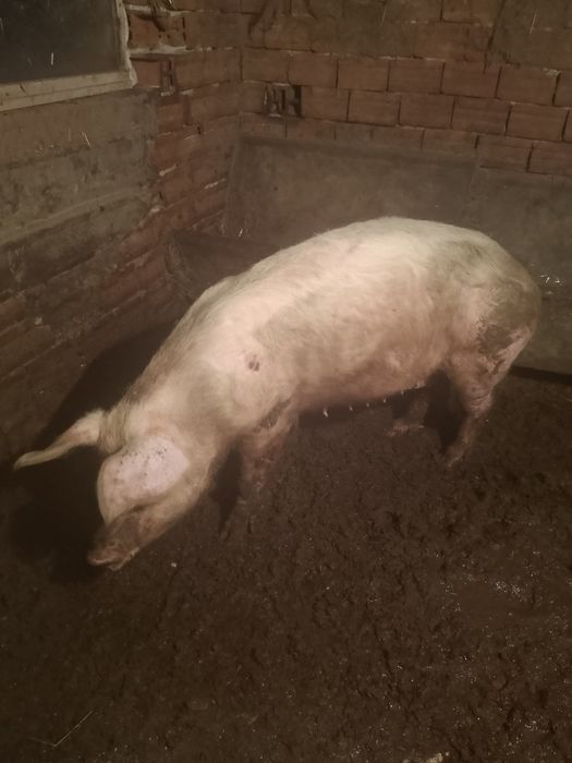 Свиня майка 160 килограма