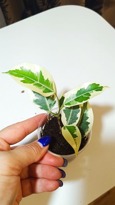 Фикусы разных сортов