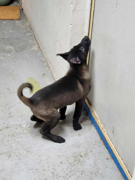 Femela Ciobanesc belgian Malinois cu pedigree