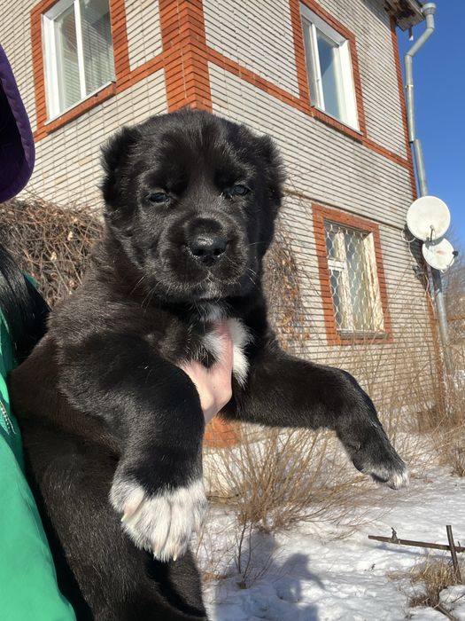 САО щенки в продаже