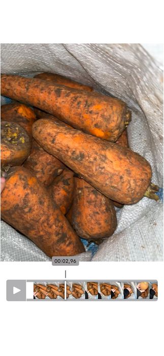 Продам морковь оптом