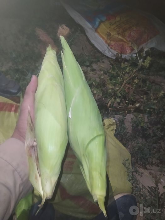 Маккайи сўта сотилади