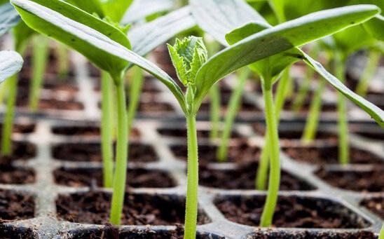 Биоперегной Вермикулит