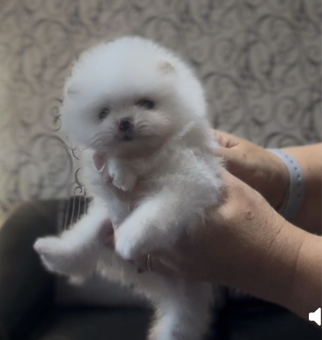 Померанский шпиц