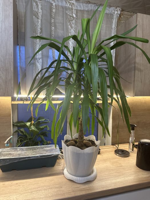 Продам цветок юка