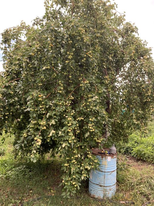 Дача СПП металлург