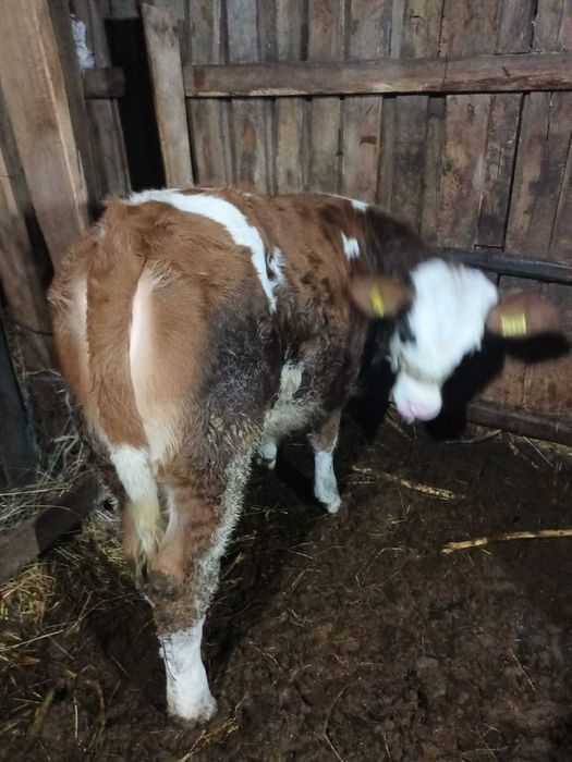 Vițea Bălțată românească, 5 luni, înțărcată