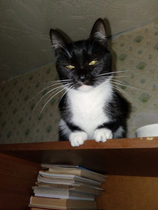 Отдам котят в хорошие руки
