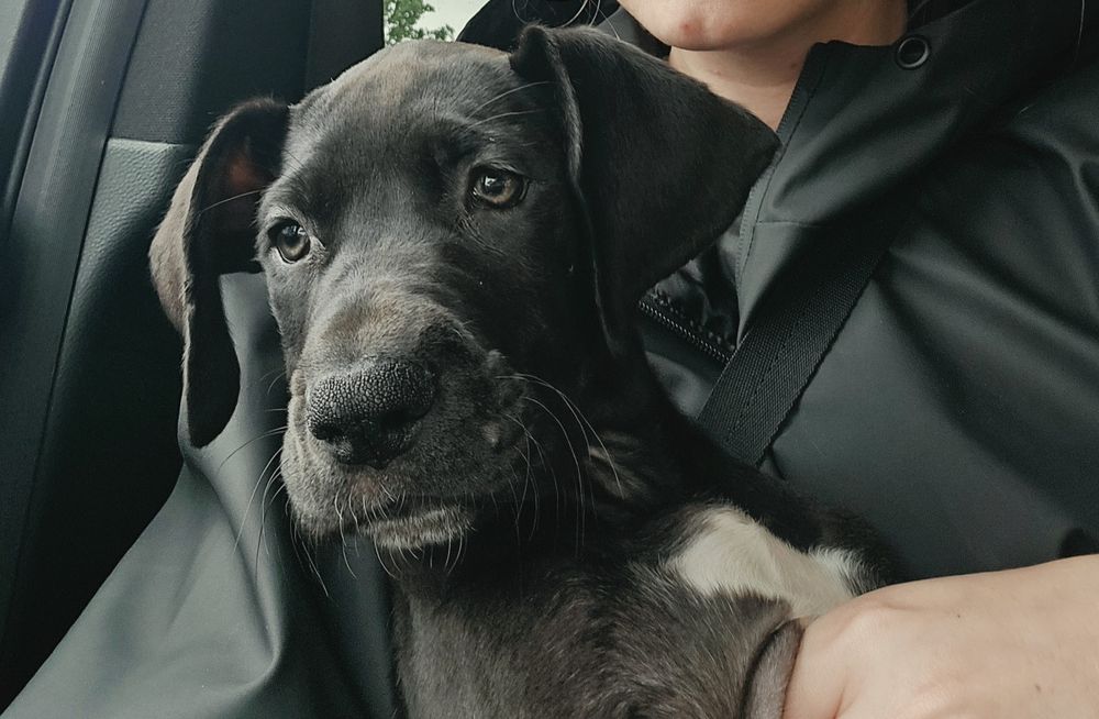 Femela Dog German Great dane cu pasaport eu