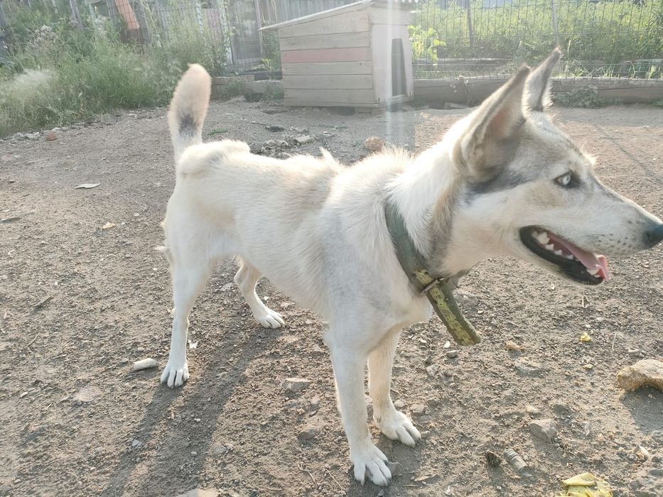 Продам собаку хаски