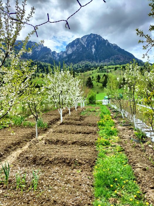 Închiriez căsuța în regim hotelier