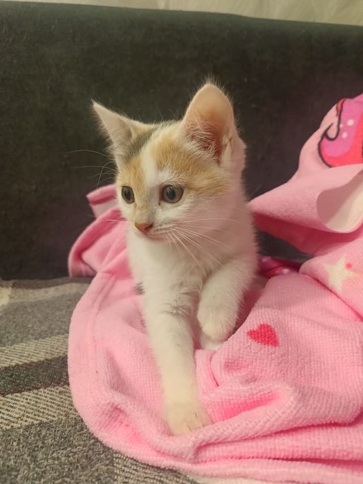 Отдам даром -две девочки