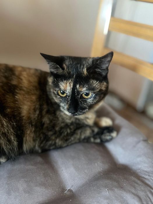 Отдам кошку в добрые руки