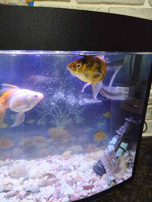 Золотые рыбки продам