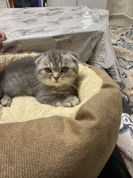 Британская котята