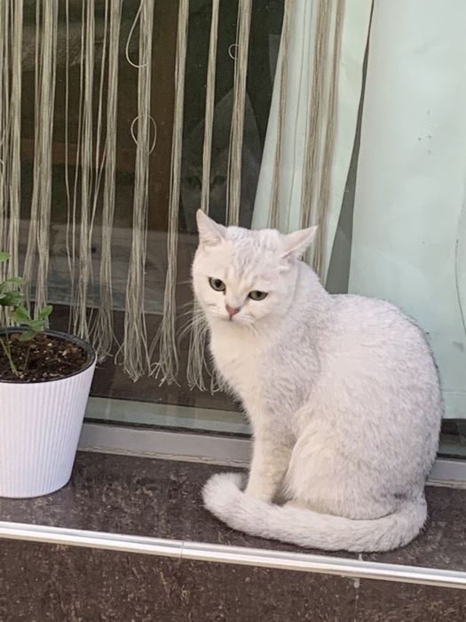 Продается чистокровная шиншила