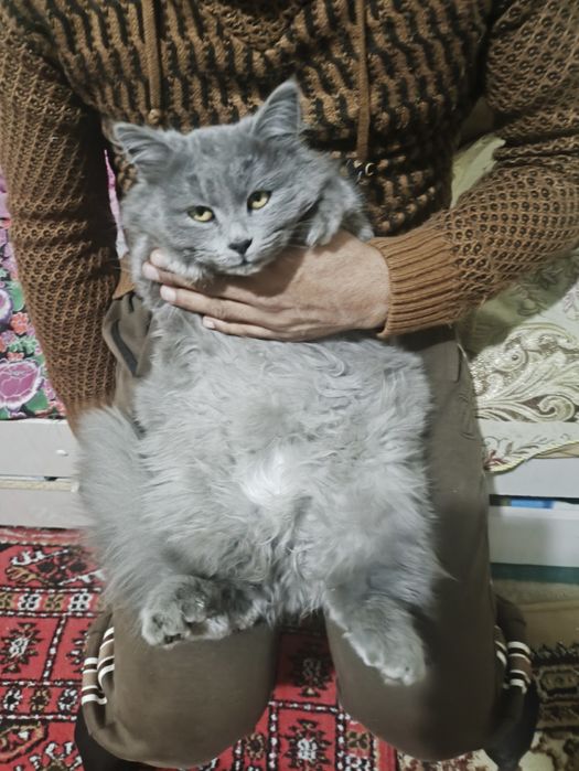 Мушук Небелунгга ухшаш зот