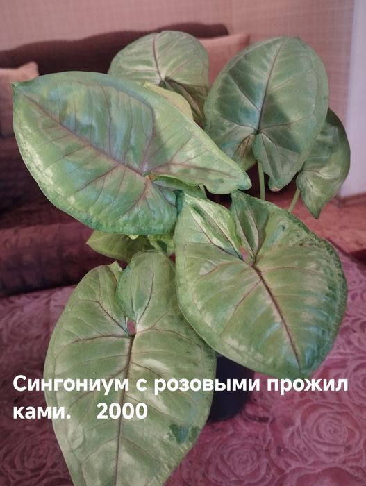 Продам комнатные растения