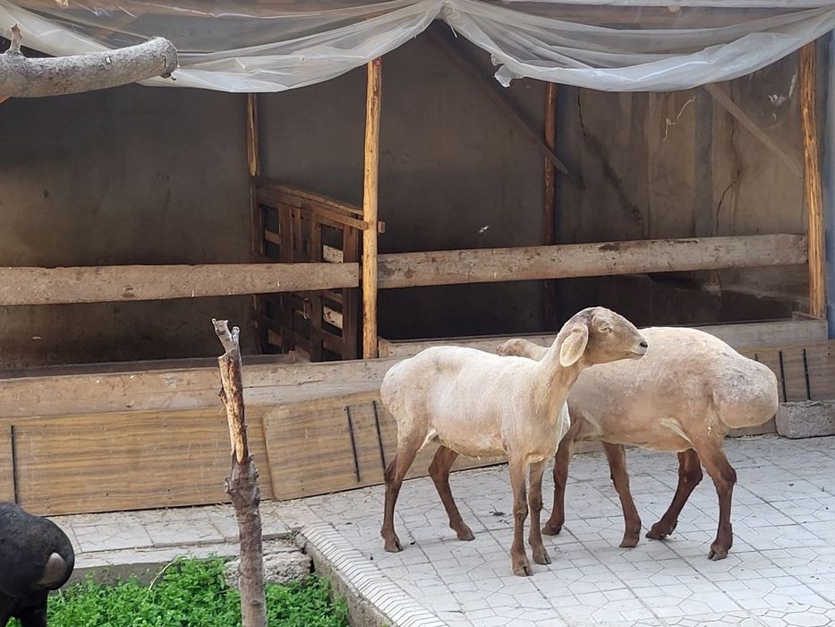 Ургочи зотли солу куйлар