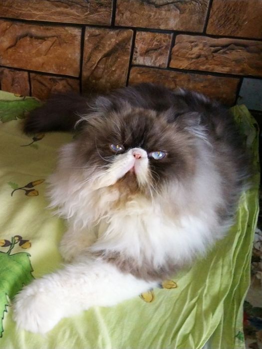 Персийско котенце