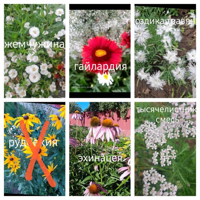 Продам многолетние цветы