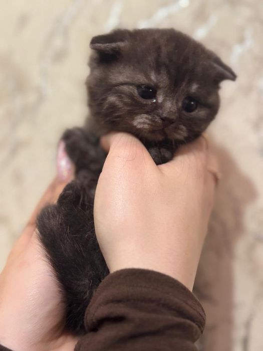 Фолды и Страйты.