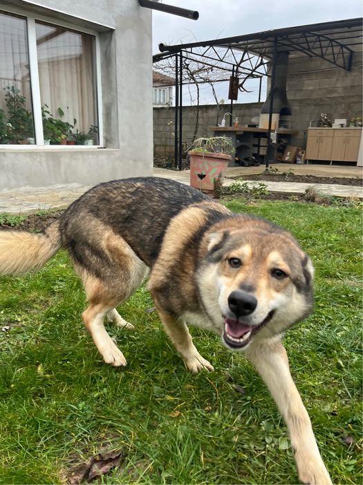 Чехословашки вълчак