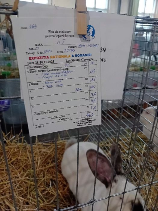 Uriaș de Transilvania