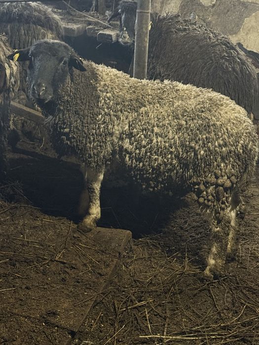 Продам баранов с