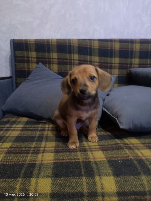 Щенок ищет хозяев